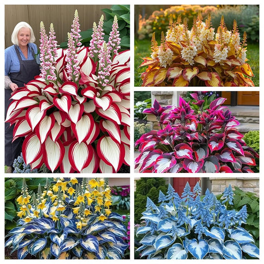 🍃Rare Hosta Seeds🌿