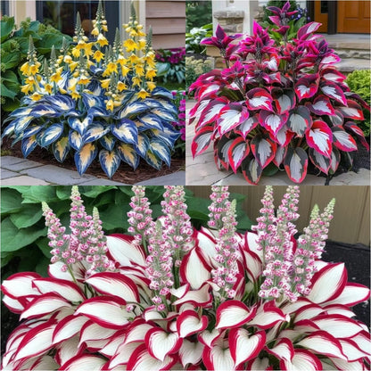🍃Rare Hosta Seeds🌿