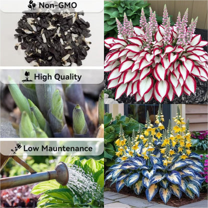 🍃Rare Hosta Seeds🌿